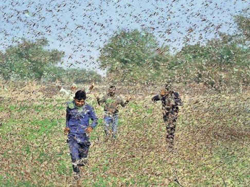 Haryana News : 22 जुलाई के बाद हरियाणा में टिड्डी दल का हमला! हरियाणा सरकार ने जारी की चेतावनी