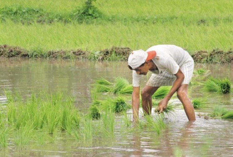 हरियाणा कृषि विश्वविद्यालय